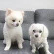 윤민주
